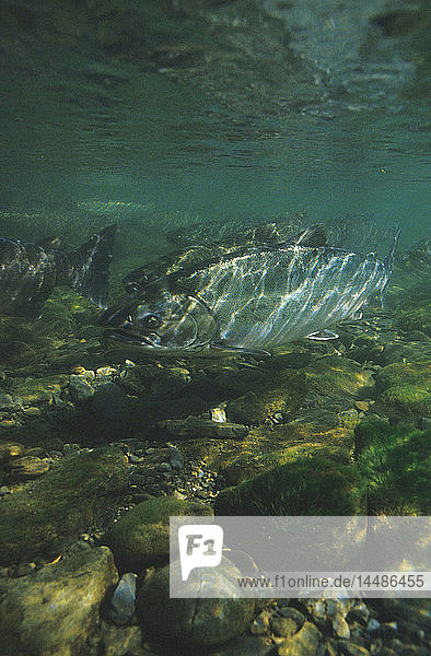 Coho / Silver Salmon Buskin River Southwest Alaska underwater view migrating fall