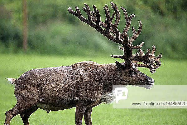 Bullenkaribu in Gefangenschaft im Alaska Wildlife Conservation Center in Süd-Zentral-Alaska. Sommer.