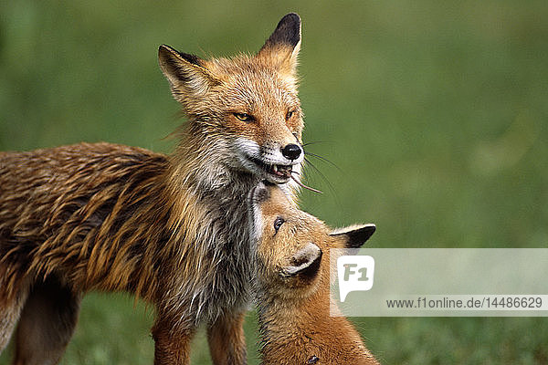 Mutter Rotfuchs mit Spitzmaus im Maul füttert Kit Elmendorf Airforce Base Golfplatz Anchorage AK