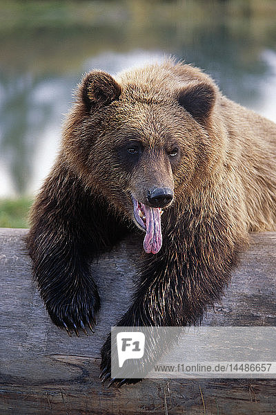 Braunbär  der auf einem Baumstamm ruht Alaska Wildlife Conservation Center Summer SC Alaska  Gefangenschaft.