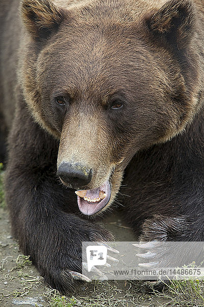 CAPTIVE Grizzly in Nahaufnahme mit ausgestreckten Pfoten und Zähnen  Alaska Wildlife Conservation Center  Southcentral Alaska