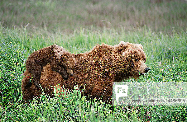 Grizzlyjunge reiten auf ihrer Mutter  während sie durch das Gras in der Nähe des McNeil River läuft. Sommer im Südwesten Alaskas.