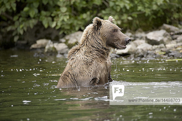 Braunbär beim Schwimmen im Big River Lakes im Sommer in Süd-Zentral-Alaska