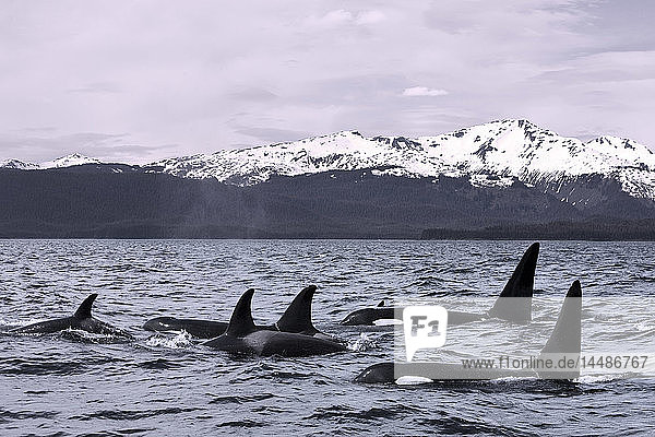 Orca-Wale tauchen im Lynn Canal mit den Chilkat Mountains in der Ferne auf  Inside Passage  Alaska