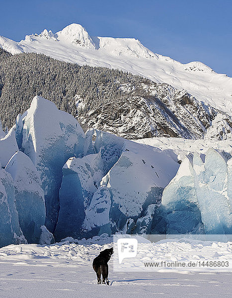 An einem Winternachmittag heult ein schwarzer Wolf ein Rudel an der Wand des Mendenhall-Gletschers  Tongass Forest  Alaska.