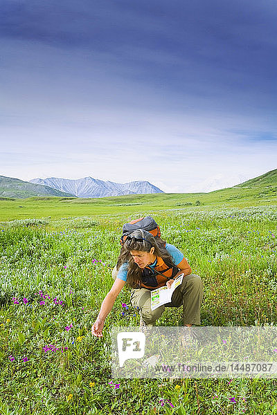 Woman hiker on tundra looking at wildflowers with Flower ID book in her hand Denali National Park Interior Alaska summer
