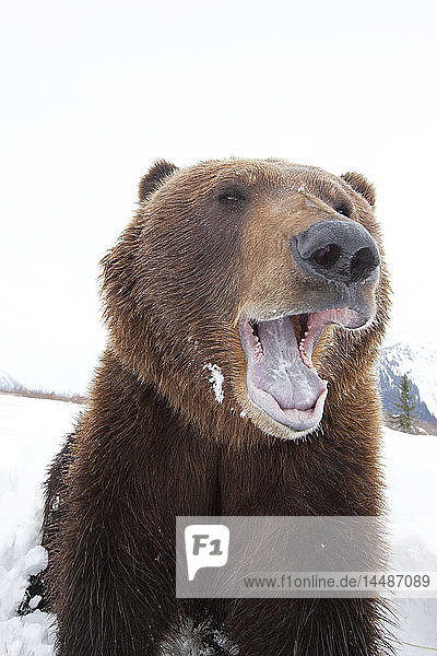 Nahaufnahme eines ausgewachsenen Braunbären im Alaska Wildlife Conservation Center  Portage  Süd-Zentral-Alaska  Winter  CAPTIVE