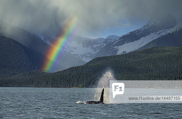 KOMPOSIT: Männlicher Orca-Wal taucht im Lynn Canal auf  mit einem Regenbogen und Frühlingsregen im Hintergrund  Südost-Alaska