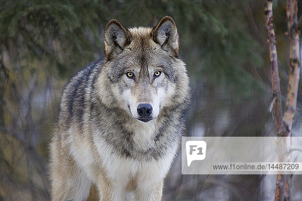 Gefangener Alaska-Wolf im Alaska Wildlife Conservation Center in Southcentral  Alaska