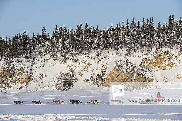 Lance Mackey auf der Beringsee kurz nach dem Verlassen des Elim-Kontrollpunkts, 2013 Iditarod, Arctic Alaska