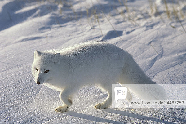 Polarfuchs Arktis AK Winterporträt