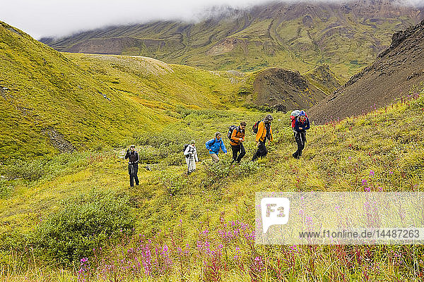 Group of guided hikers on tundra ridges in the rain and fog near Highway Pass  Alaska Range  Denali National Park  Interior Alaska  Summer/n