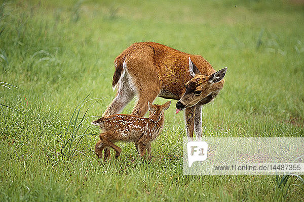 Sitka Black Tail Ricke mit Kitz auf einer Wiese Captive Alaska Wildlife Conservation Cntr