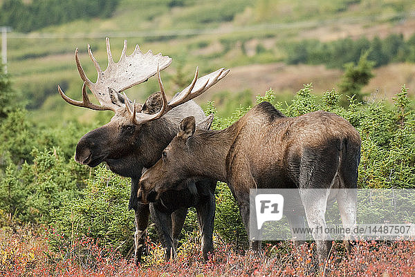 A bull moose examines a cow moose during the autumn rut in Chugach State Park near Powerline Pass above Anchorage  Southcentral Alaska  Fall/n