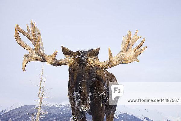 Porträt eines Elchbullen  Alaska Wildlife Conservation Center  Southcentral  Winter