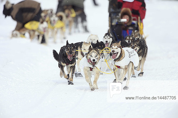 Musher Bruce Linton´s team running near UAA during the ceremonial start of the 2010 Iditarod in Anchorage  Southcentral Alaska  Winter/n