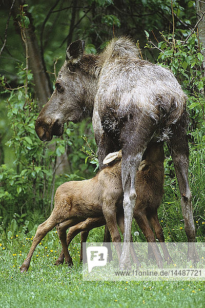 Elchweibchen  das im Sommer in Süd-Zentral-Alaska seine beiden jungen Kälber säugt.