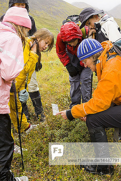 Wanderer identifizieren Tundra-Pflanzen mit einem Reiseführer während einer Wanderung in der Nähe des Highway Passes in der Alaska Range  Denali National Park  Interior Alaska  Sommer/n