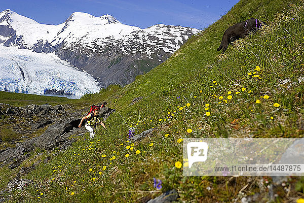 Young girl & dog hiking up steep wildflower covered mountain slope Portage Pass Trail Chugach NF Alaska