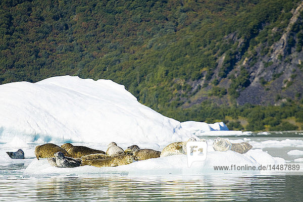 Gruppe von Seehunden auf Eisbergen im Bear Glacier Lake  Kenai Fjords National Park  Kenai Peninsula  Southcentral Alaska  Sommer