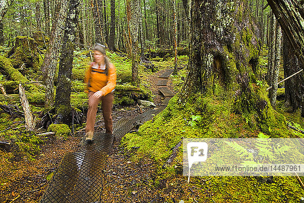Female hiker walking through mature spruce forest near Alaganik Slough on the Copper River Delta near Cordova in Southcentral Alaska during Summer