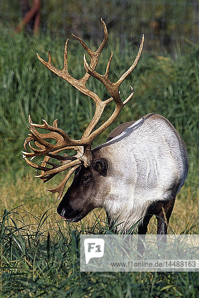 Bullenkaribu in Gefangenschaft im Herbstgras im Alaska Wildlife Conservation Center in Süd-Zentral-Alaska.
