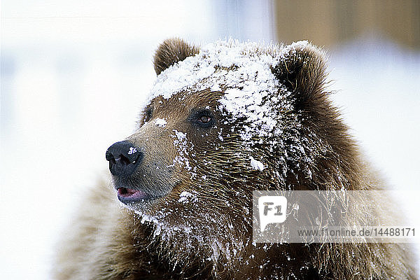 Stehender Grizzlybär mit schneebedecktem Gesicht im Alaska Wildlife Conservation Center in Alaska im Frühling