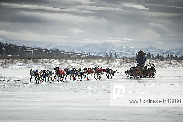 Michelle Phillips on the trail in 30 mph wind several miles before the Unalakleet checkpoint during Iditarod 2015