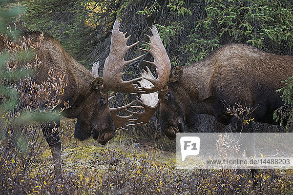 Zwei große Elchbullen sparren während der Brunftzeit  Denali-Nationalpark  Inner-Alaska