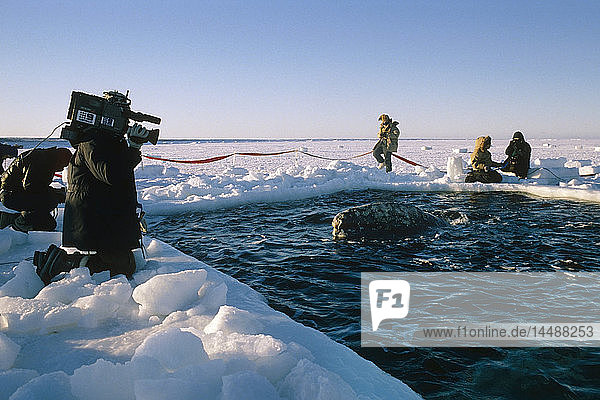 Local Alaskans & News Crews view whales trapped by sea ice through a breathe hole near Point Barrow during the 1988 California Gray Whale Rescue  Arctic Alaska  Winter/n