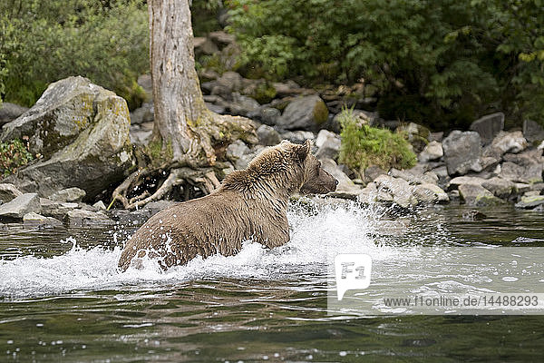Grizzlybär beim Schwimmen und Fischen im Wolverine Creek am Big River Lakes in Süd-Zentral-Alaska im Sommer