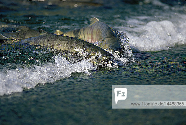 Keta-Lachs oder Hundelachs Südost-Alaska