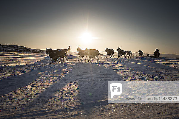 Ramey Smyth läuft auf dem Slough  nachdem er den Unalakleet Checkpoint bei Sonnenaufgang verlassen hat  Iditarod 2013  Arctic Alaska