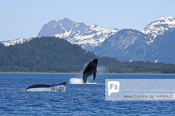 A humpback whale calf breaches as its mother swims at the surface nearby  Dundas Bay  Glacier Bay National Park  Inside Passage  Alaska.