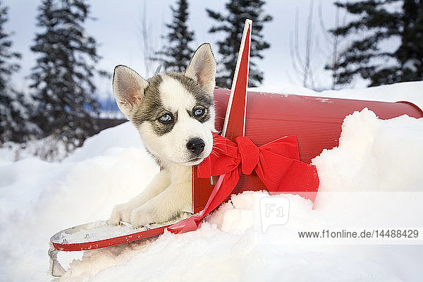 Siberian-Husky-Welpe sitzt in einem roten Briefkasten mit Weihnachtsschleife in Alaska