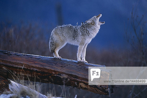 Kojote stehend auf Baumstamm Alaska Wildlife Conservation Center Winter SC Alaska