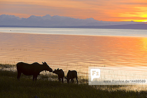 Cow and two calf moose feeding along the Tony Knowles Coastal Trail at sunset during Summer in Anchorage Southcentral Alaska
