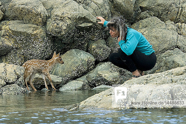 Woman tries to coax a young Sitka Black-tail deer fawn back on to dry land before the tide comes in on Knight Island off Johnson Bay  Prince William Sound  Kenai Peninsula  Southcentral Alaska  Summer