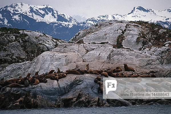 Seelöwen auf South Marble Island im Glacier Bay National Park im Sommer im Südosten Alaskas