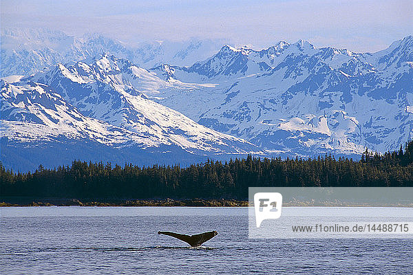 Buckelwale Schwanzflosse Prince William Sound SC Alaska/nGigitally Enhanced