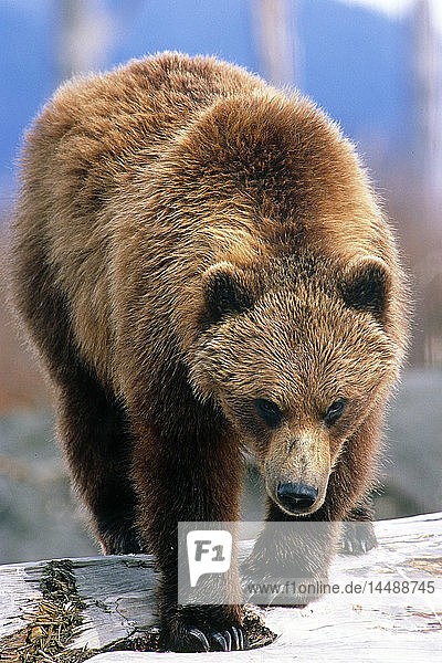 Braunbär stehend auf einem Baumstamm Frontalansicht Alaska Wildlife Conservation Center Captive SC Alaska