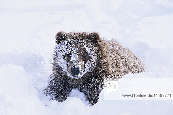 KAPITEL: Braunbär beim Spielen im Schnee im Alaska Wildlife Conservation Center in der Nähe von Anchorage im Winter in Süd-Zentral-Alaska KAPITEL