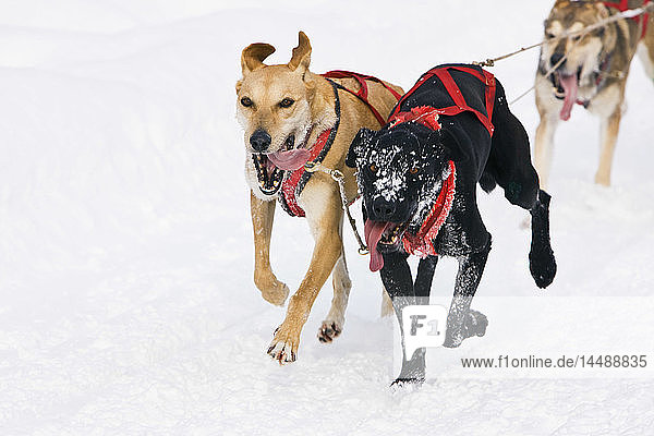 Musher Randy Dekuiper´Schlittenhunde bei den Fur Rendezvous World Sled Dog Championships auf dem Campbell Creek Trail in Anchorage  Southcentral Alaska