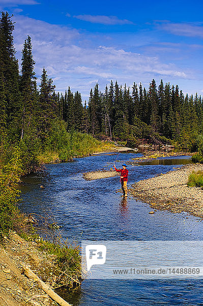 Man fly fishing for grayling  Jack Creek  Wrangell Saint Elias National Park  Southcentral Alaska  summer