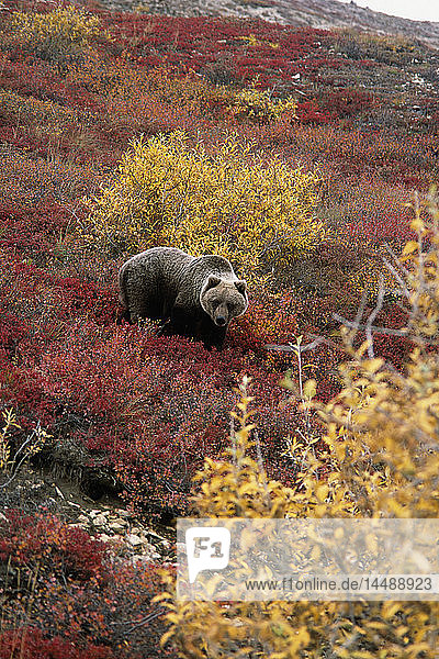 Grizzlybär in der herbstlichen Tundra Denali-Nationalpark Innerer Herbst Alaska