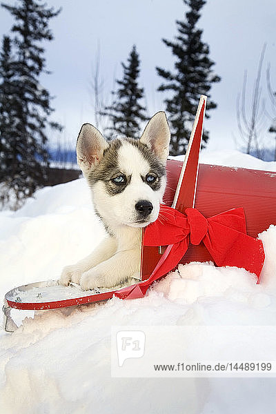 Siberian-Husky-Welpe sitzt in einem roten Briefkasten mit Weihnachtsschleife in Alaska