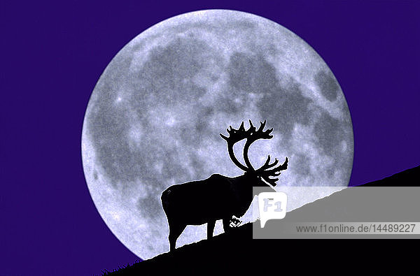 Digital Composite von Caribou Silhouette & Mondaufgang Alaska Denali NP
