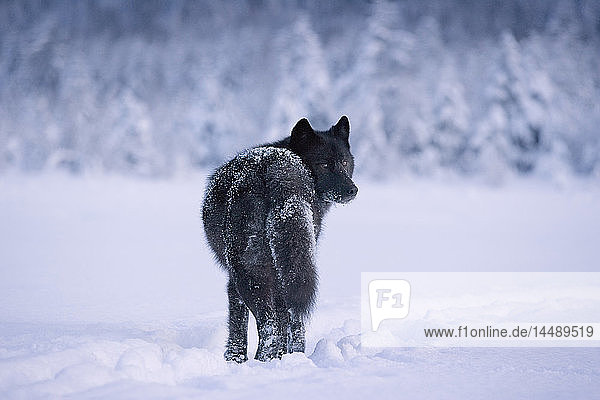 Archipelago Wolf in schwarzer Farbphase stehend im Schnee Tongass National Forest  Südost Alaska Winter