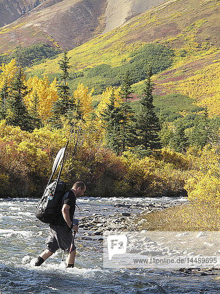 Männlicher Wanderer mit Wanderstöcken überquert den Windy Creek entlang des Sanctuary River Trail im Denali-Nationalpark  Innenalaska  Herbst