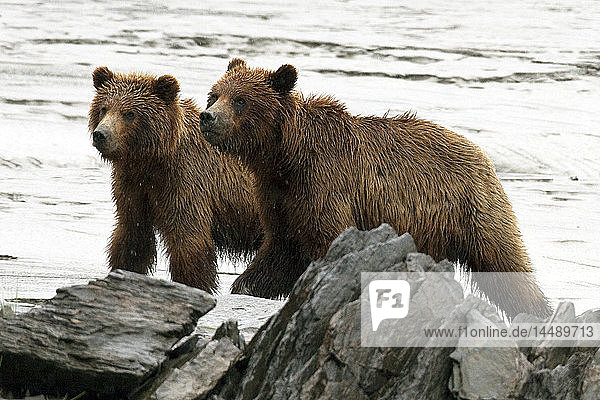 Braunbärengeschwister spazieren bei Ebbe über das Watt am Bird Point  Turnagain Arm  Süd-Zentral-Alaska  Sommer
